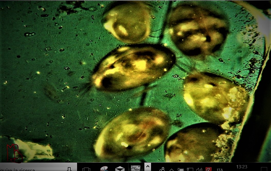 Forse Darwinula stevensoni...